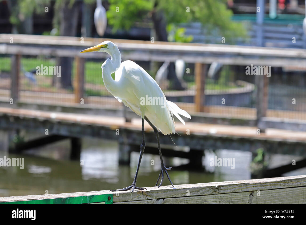 Silberreiher (Ardea alba) entlang der Schiene bei Gatorland Florida Stockfoto