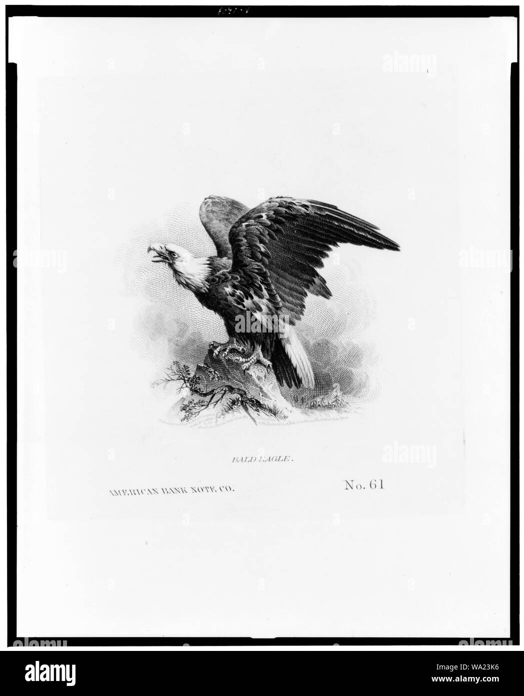 Weißkopfseeadler/American Bank Note Co. Stockfoto