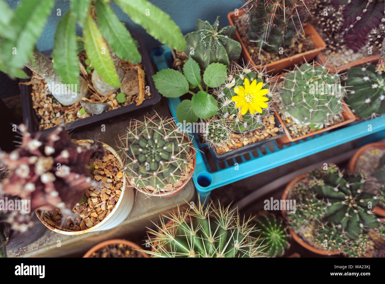 kentia palme zu groß Kentiapalme kaufen | Howea forsteriana