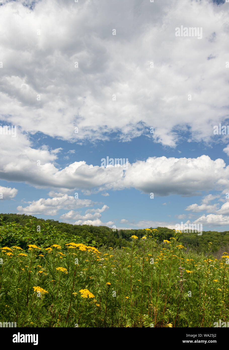 Flauschigen weißen Wolken über einen lebendigen grünen und gelben Bereich der Wildblumen Stockfoto