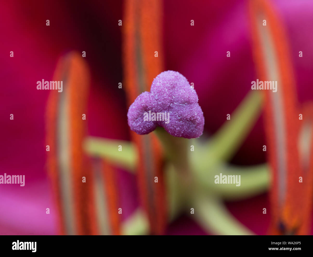 Lila Stigma auf einer Lilie Blume Stockfoto