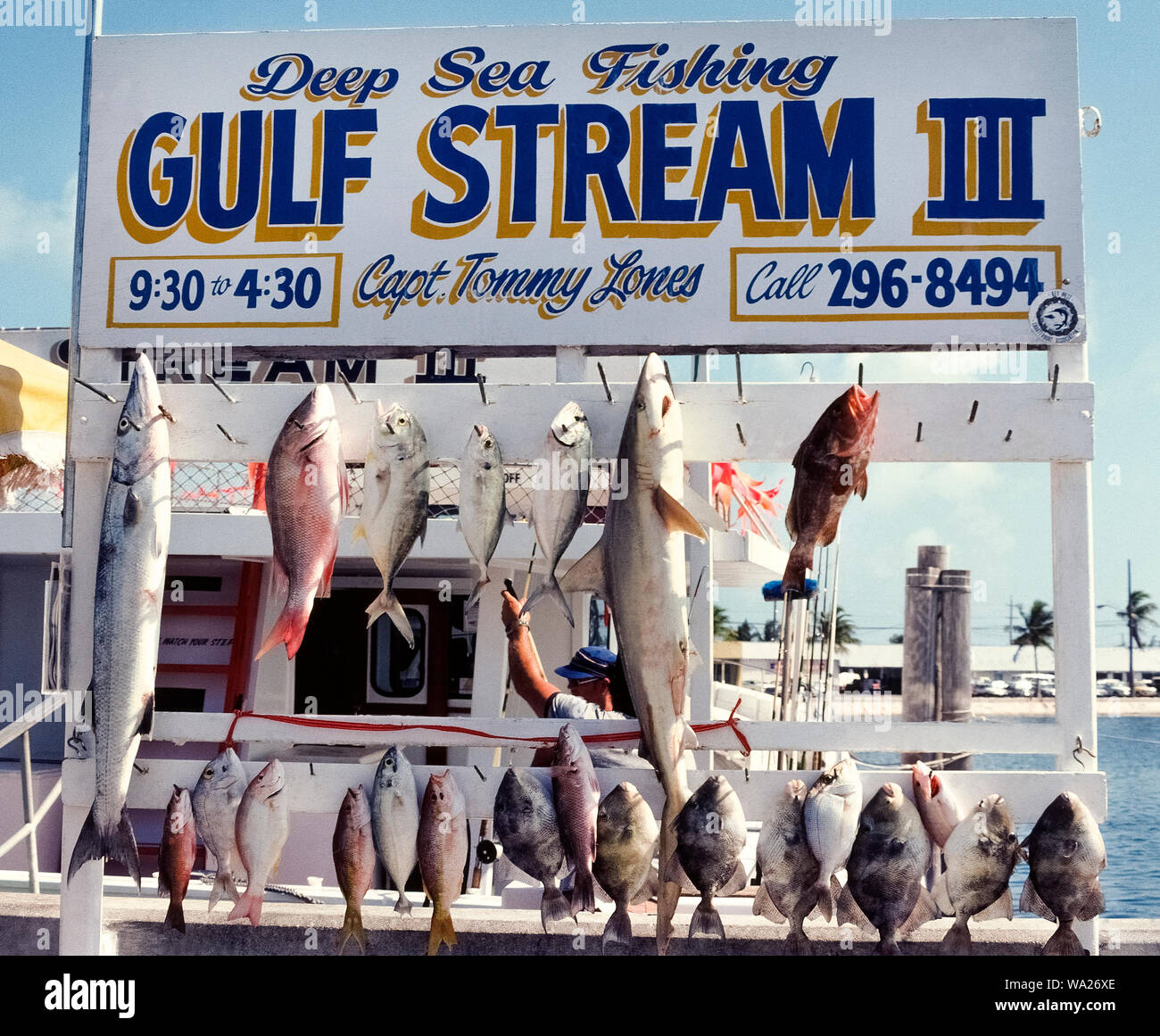 Eine Hochseefischen Boot Kapitän zeigt alle der Fisch seine sportfishing Kunden während des Tages Ausflug in den Gewässern um Key West am westlichen Ende der Florida Keys, Florida/USA gefangen haben. Die Tradition ist der frische Fisch auf das Dock am Yachthafen, wo das Angeln vom Boot aus ist, also das wäre - fisherpersons werden die Vielfalt der Fänge und die Charta, die bestimmte Boot ihr Glück in den Atlantischen Ozean oder den Golf von Mexiko zu versuchen bewundern zu hängen. Stockfoto