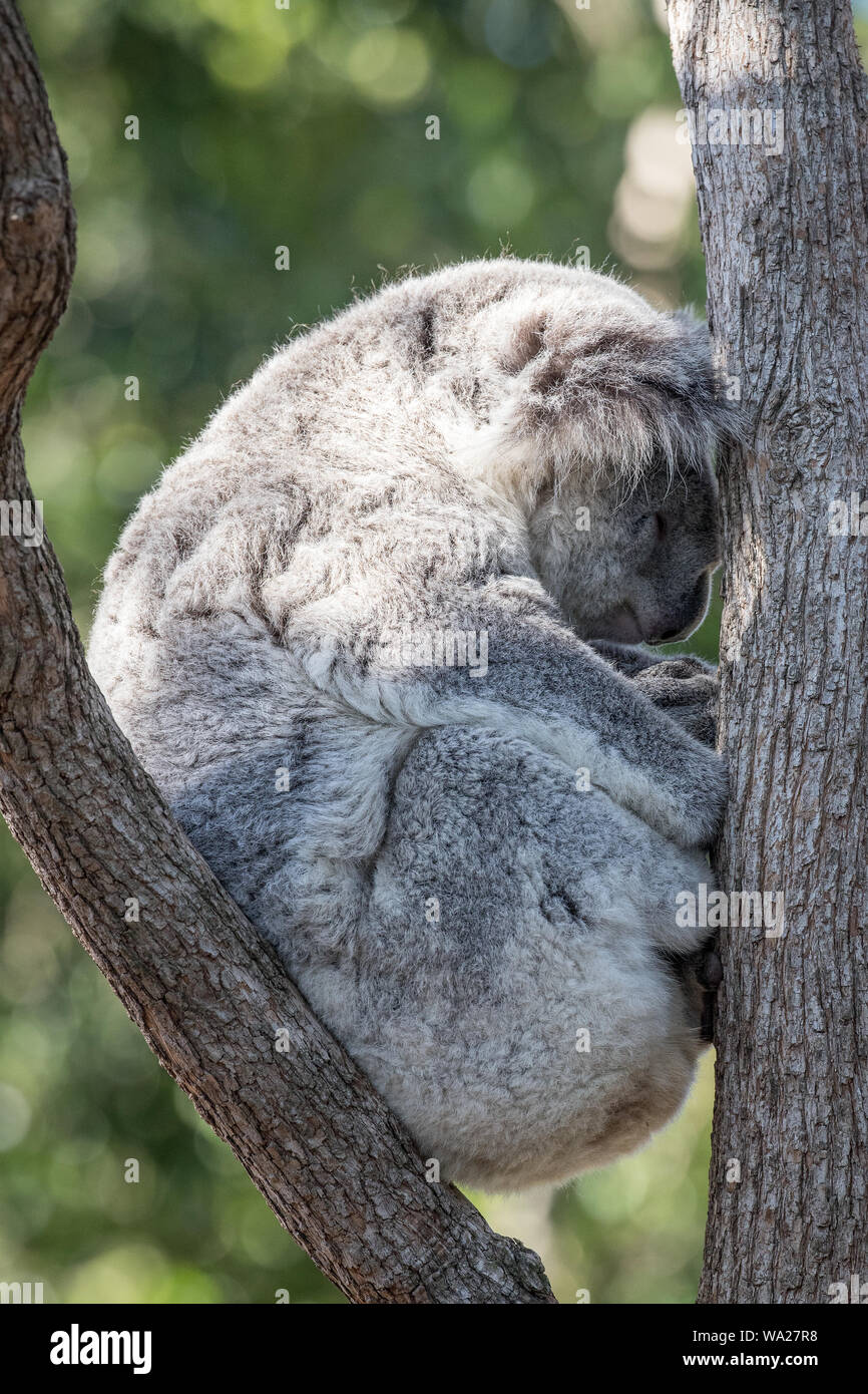 Australische Koala schlafend in einem Baum Stockfoto
