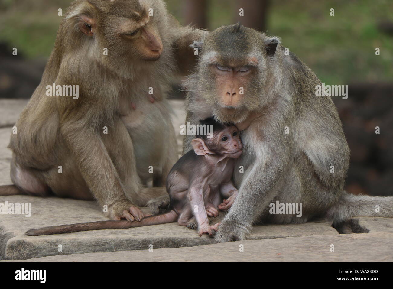 Drei Makaken - zwei Erwachsene Affen mit einem Babyaffen - vor einem Tempel in Siem Reap, Kambodscha Stockfoto