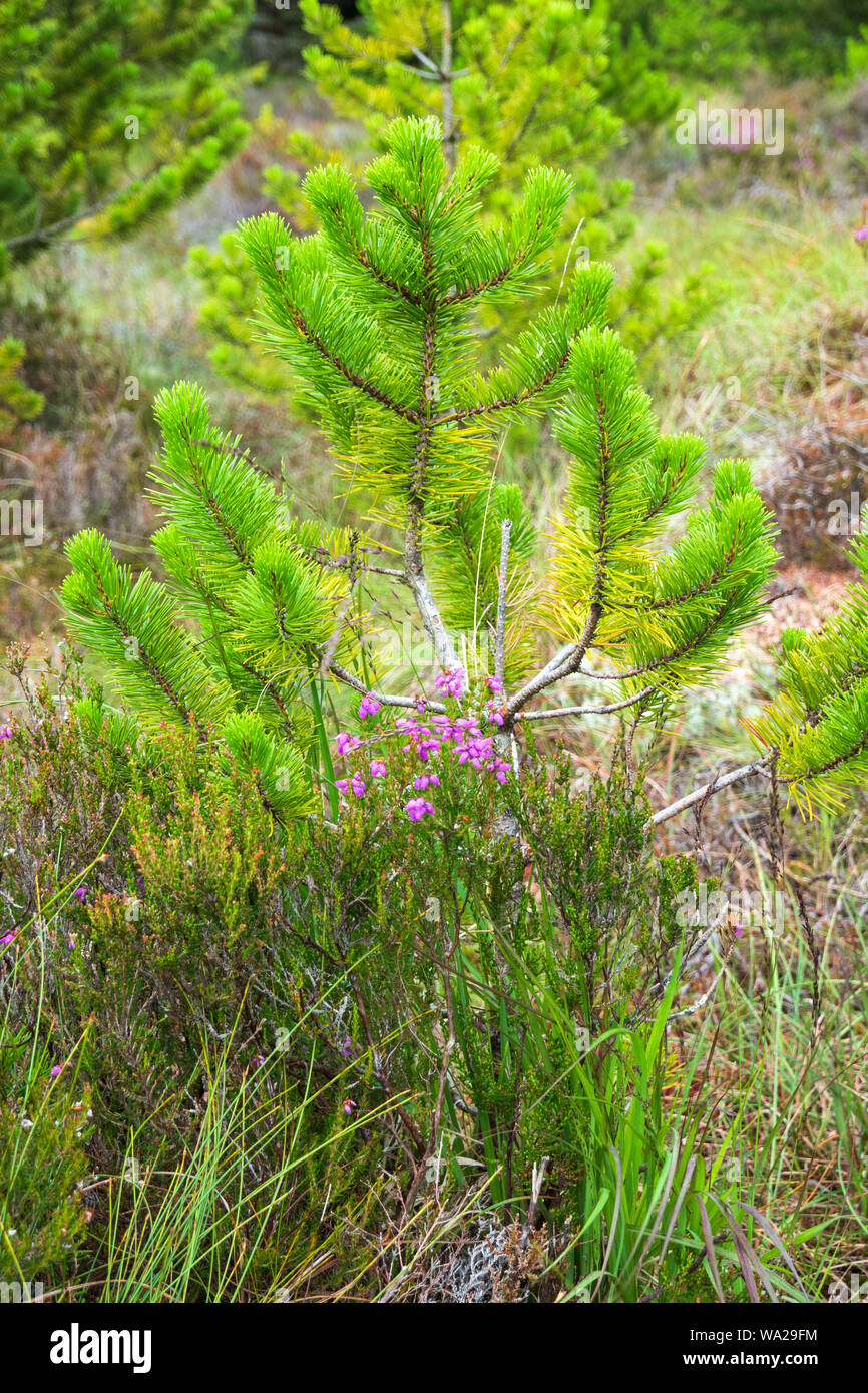 Pine Tree grünen Nadeln, weit gepflanzt, Irland Stockfoto