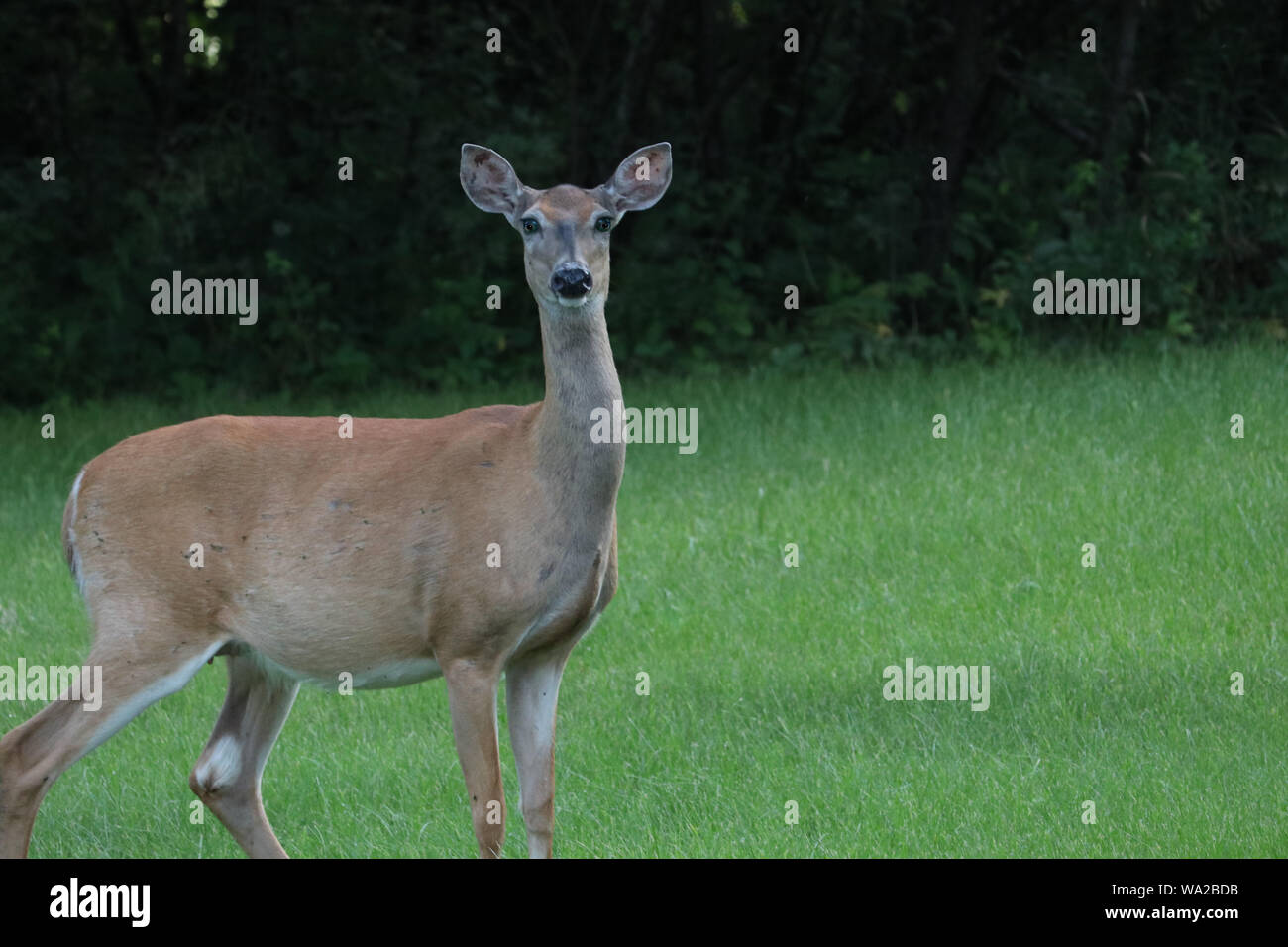 Whitetail doe Beweidung im Hof Stockfoto