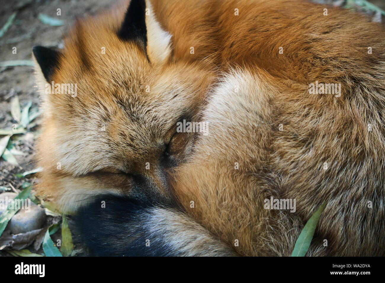 Red Fox schlafen Stockfoto