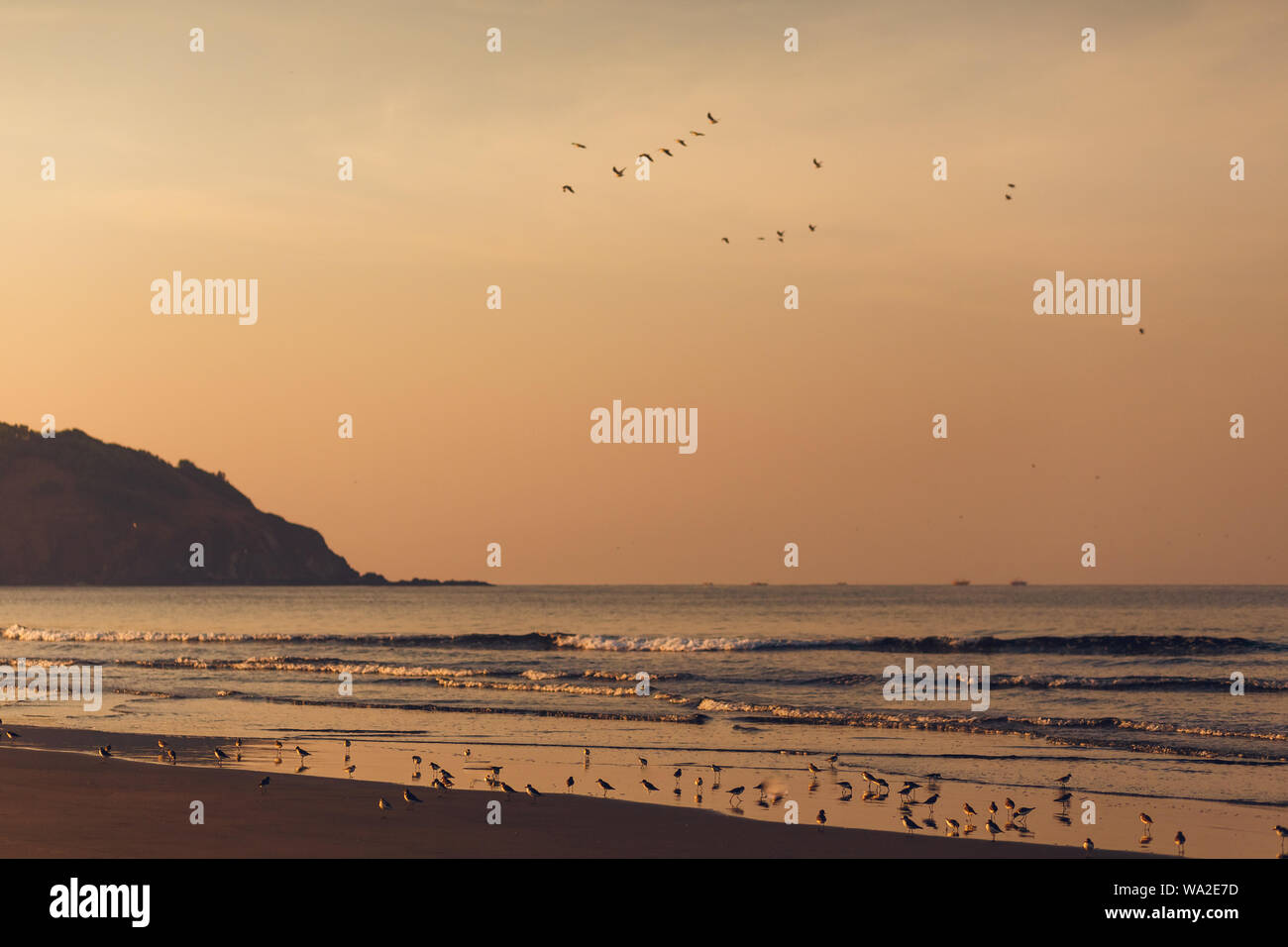 Vögel fliegen über dem Meer bei Sonnenuntergang. Stockfoto