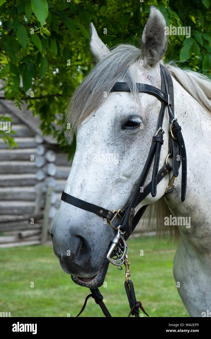 Ein dapple Grey Percheron draft horse ist bis gesattelt und auf Anzeige an Greenfield Village, am Henry Ford Museum in Dearborn, Michigan, USA Stockfoto