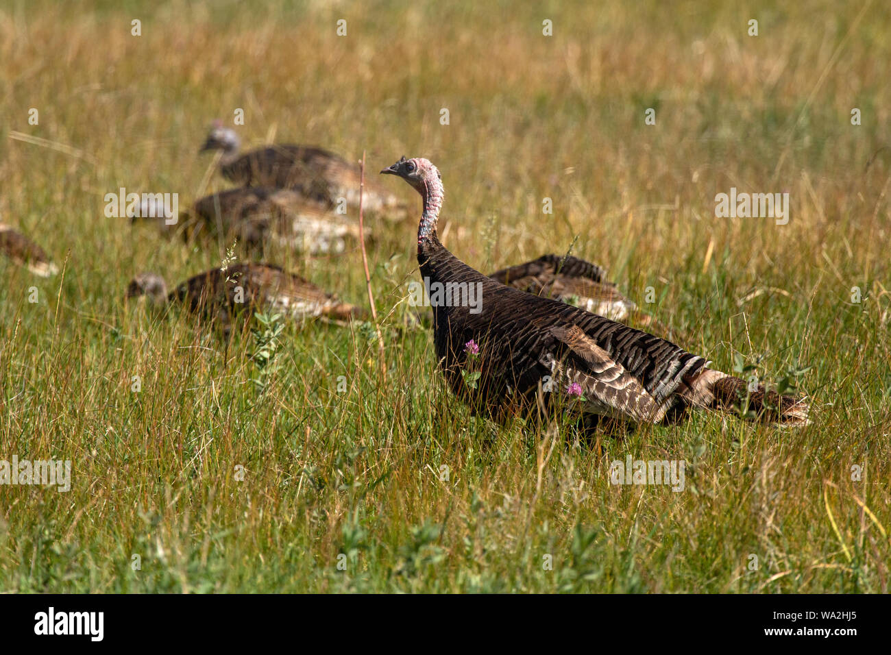 Alert wilde Türkei Henne wacht über die Hälfte gewachsen Küken füttern im hohen Gras Stockfoto
