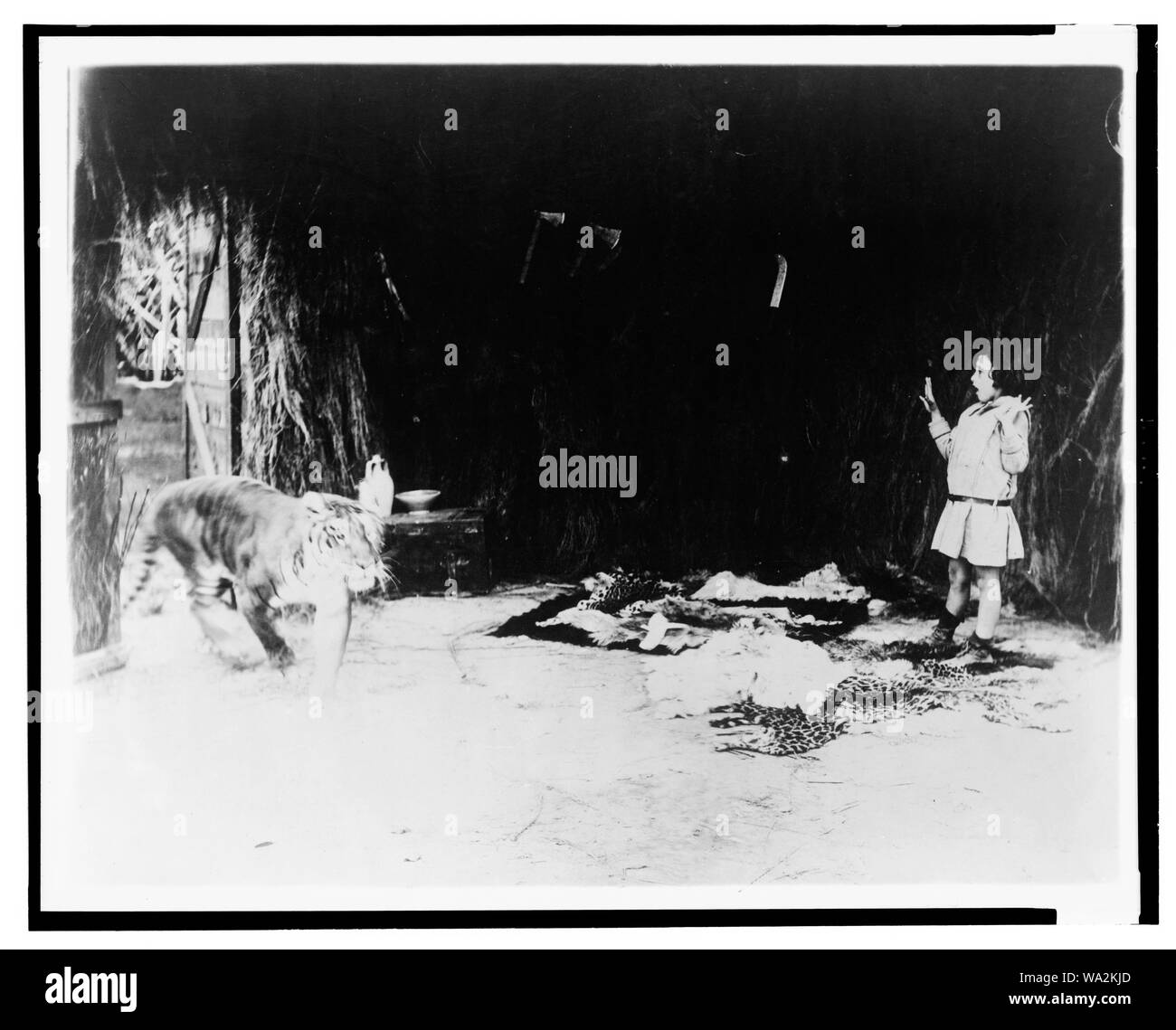 Zwischen Savage und Tiger. Tiger eingabe Hütte, in dem Kind steht. Stockfoto