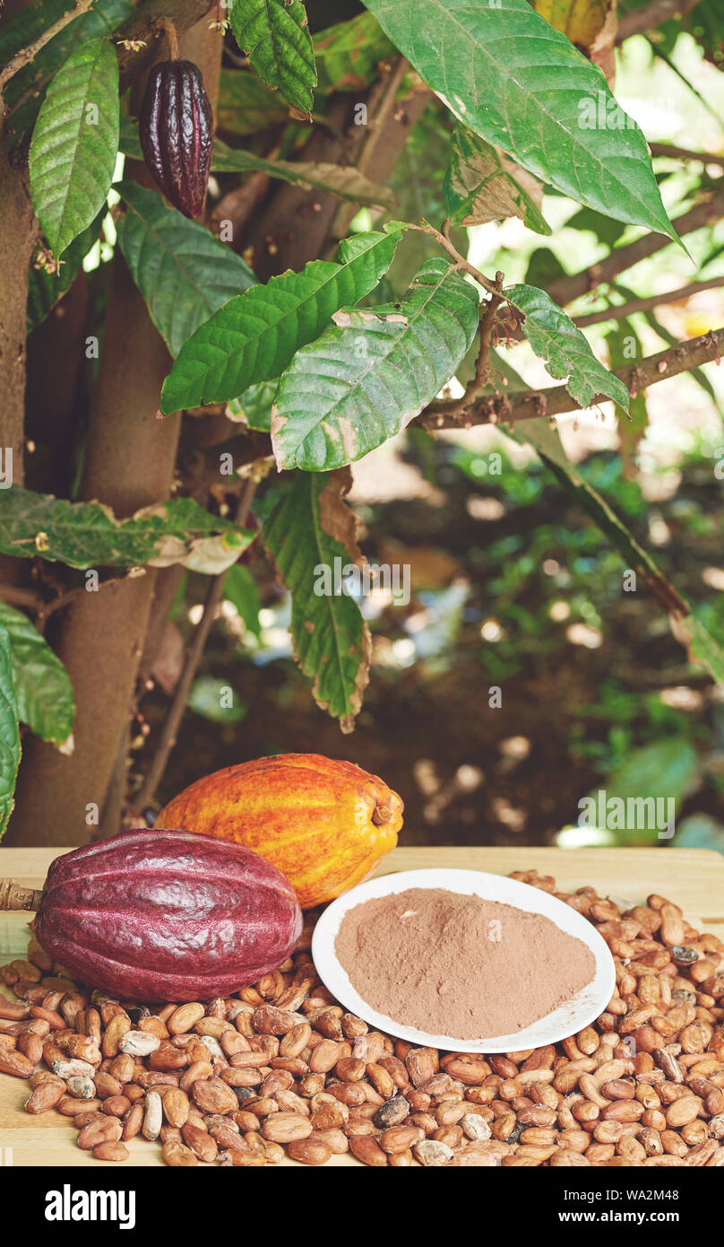 Frische oragnic cacao Erntegut auf Holztisch mit Pland Hintergrund Stockfoto