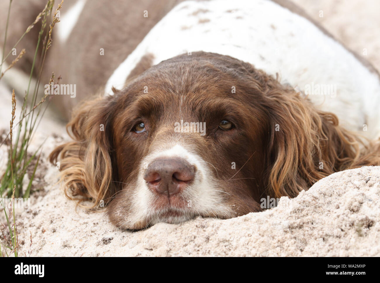 Ein Kopf eines süßen English Springer Spaniel Hund, Canis Lupus Familiaris, liegen auf dem Sand ausruhen. Stockfoto