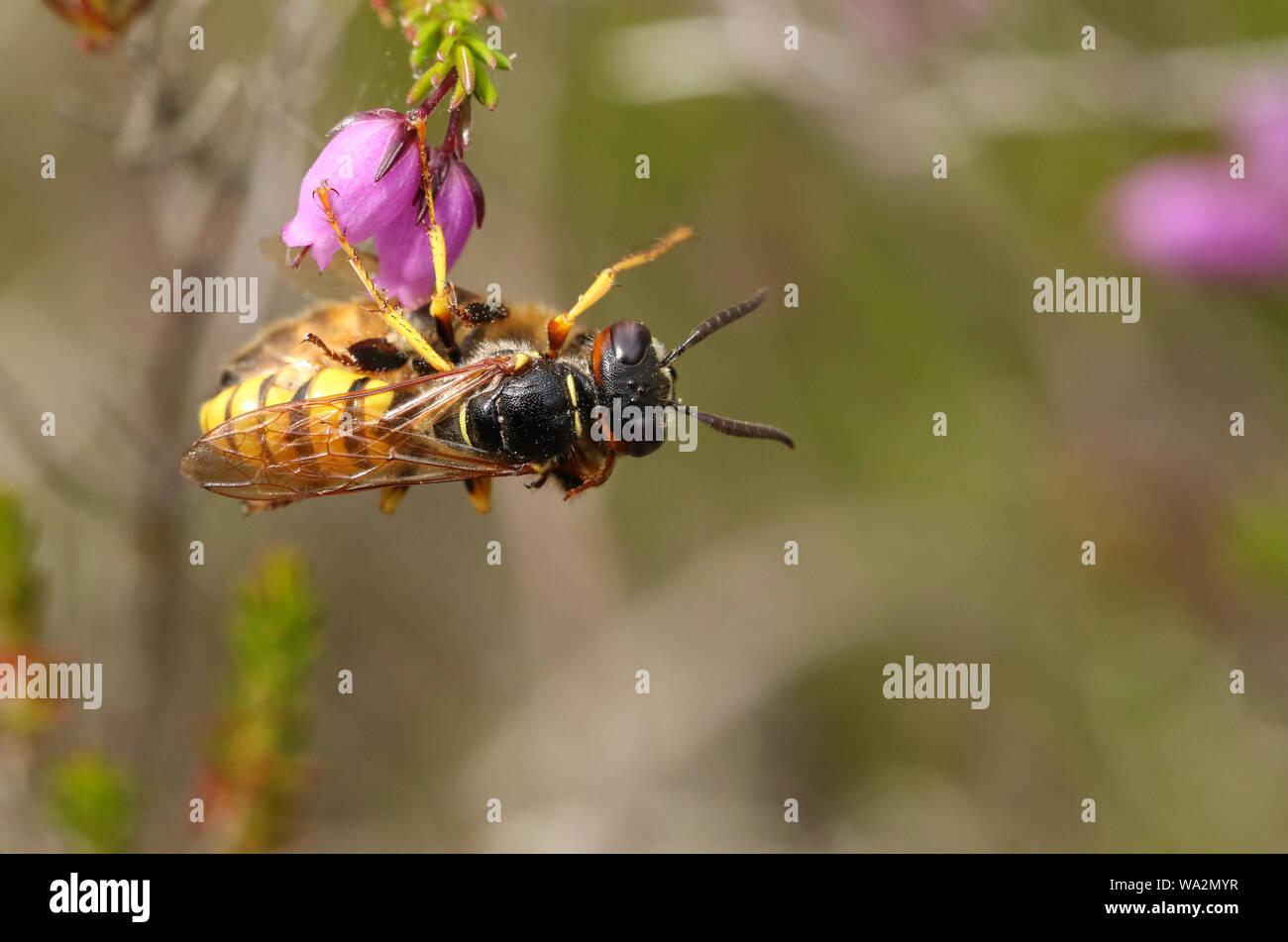 Eine Biene Wolf Wasp, Philanthus Triangulum, mit seiner Beute, es hat gerade ein Arbeiter Honigbiene, Apis mellifera, auf einem Heidekraut Blume thront. Stockfoto