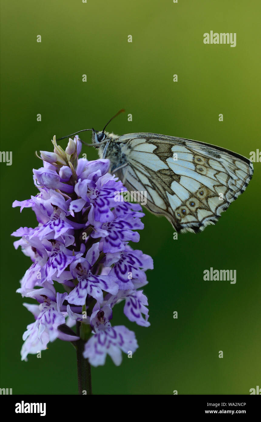 Schachbrettfalter Stockfoto