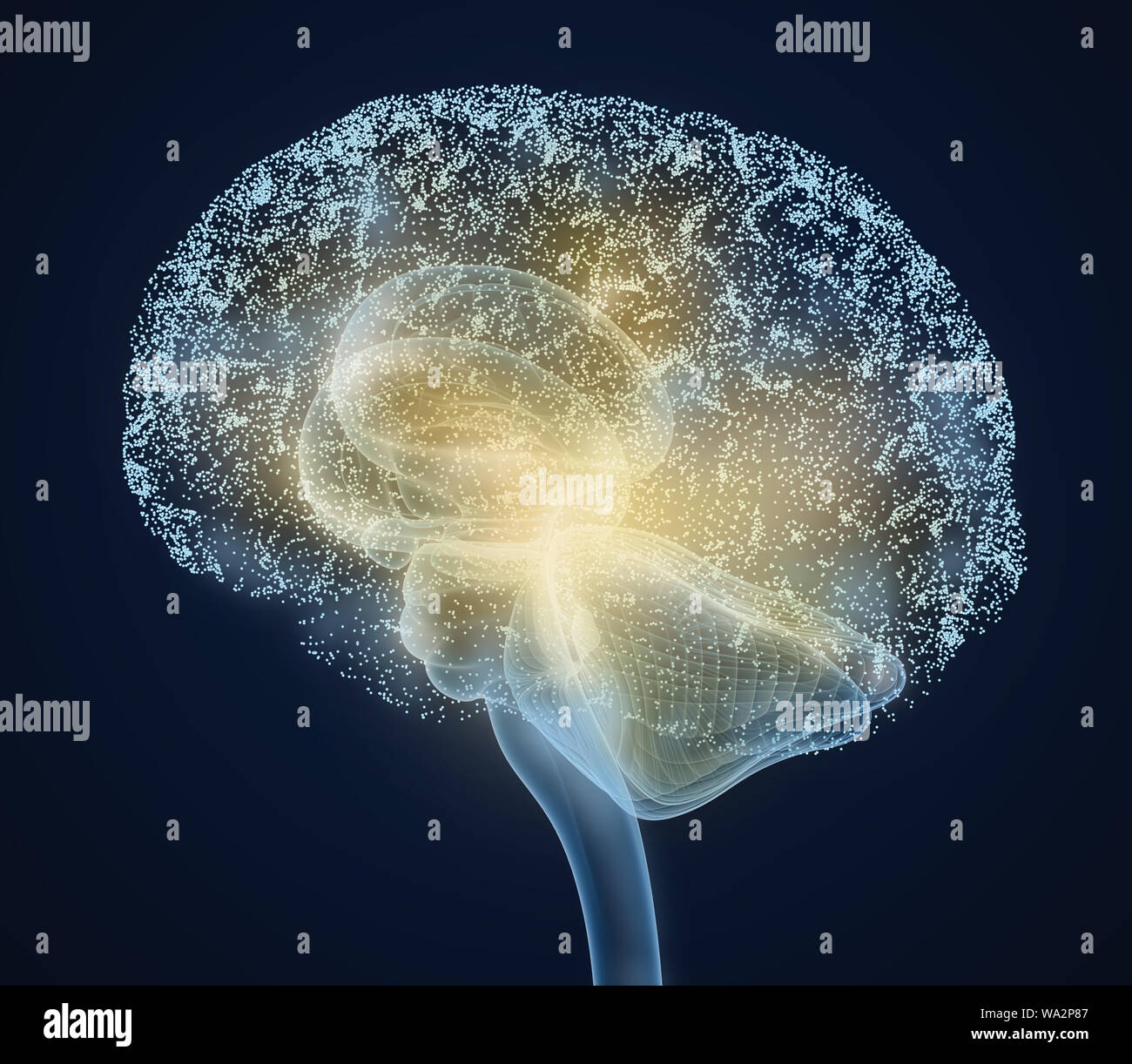Menschliche Gehirn Röntgen-Scan, medizinisch genaue 3D-Illustration Stockfoto
