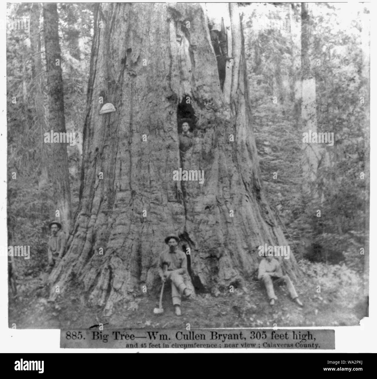 Big Tree -- Wm. Cullen Bryant, 305 Meter hoch, 45 Meter im Umfang - in der Nähe der Ansicht, Calaveras County Stockfoto