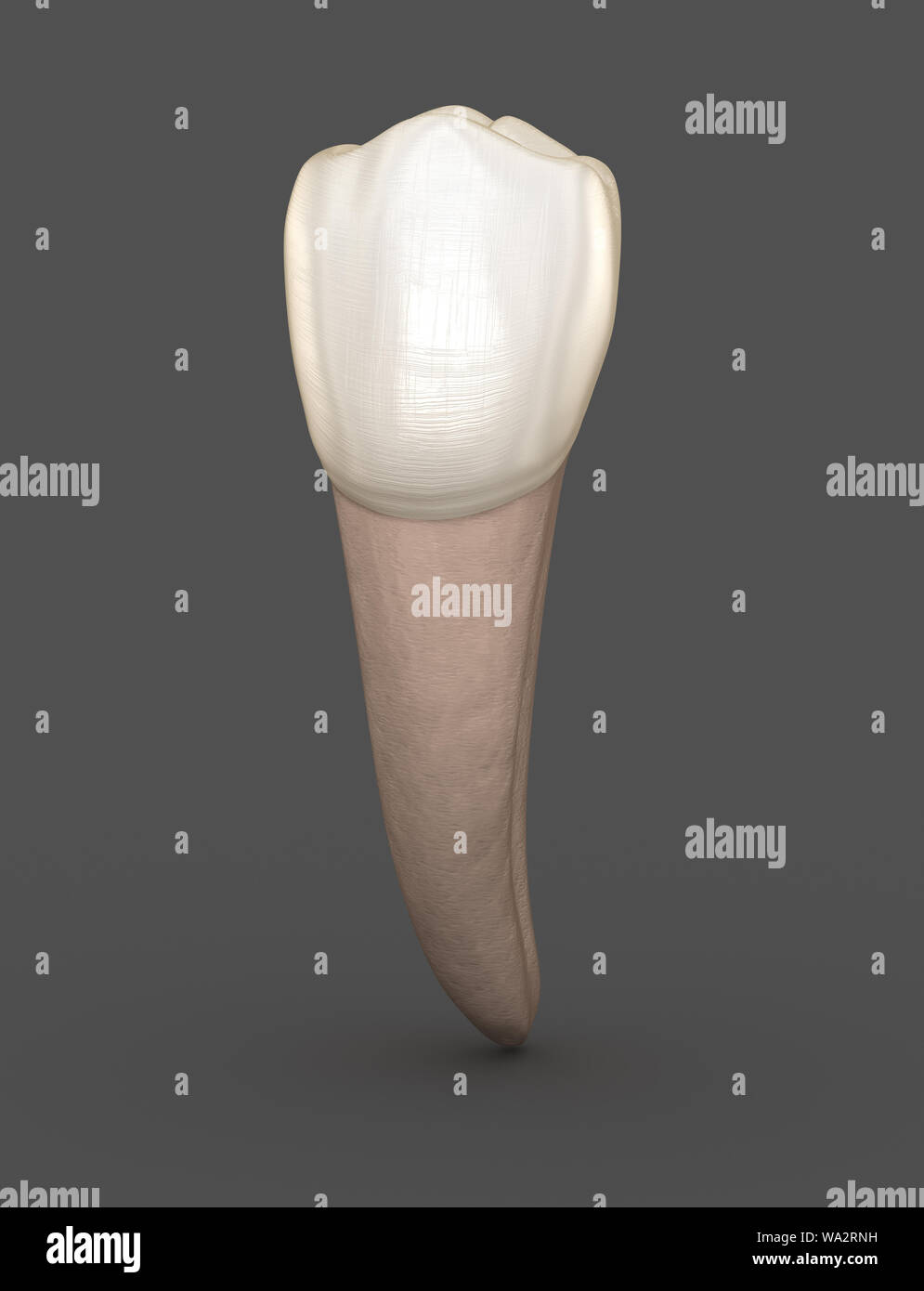 Zahnmedizinische Anatomie Mandibuläre zweiten Prämolaren Zahn