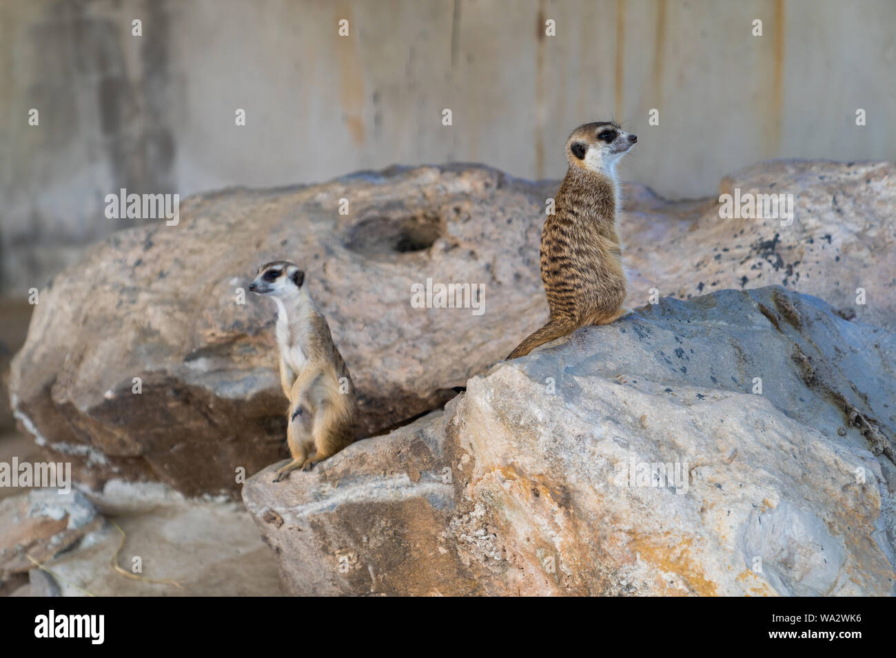 Erdmännchen oder erdmännchen (Suricata suricatta). Tierische Konzept Hintergrund. Stockfoto