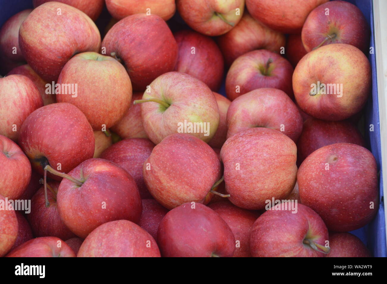 Leckere rote Äpfel warten gekauft zu werden. Stockfoto