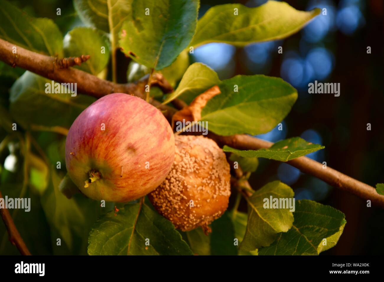 Apfel mit Wurm und faule Nachbar Stockfoto