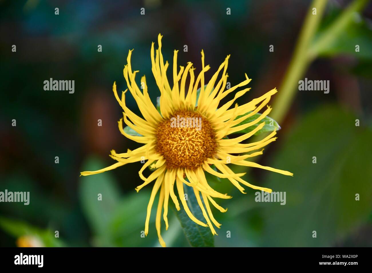 Alant Blüte Stockfoto