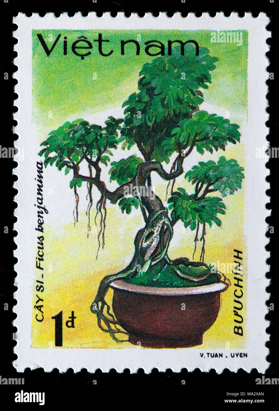 Ficus benjamina, weinen Bild, Benjamin Abb., Bonsai, Briefmarke, Vietnam, 1986 Stockfoto