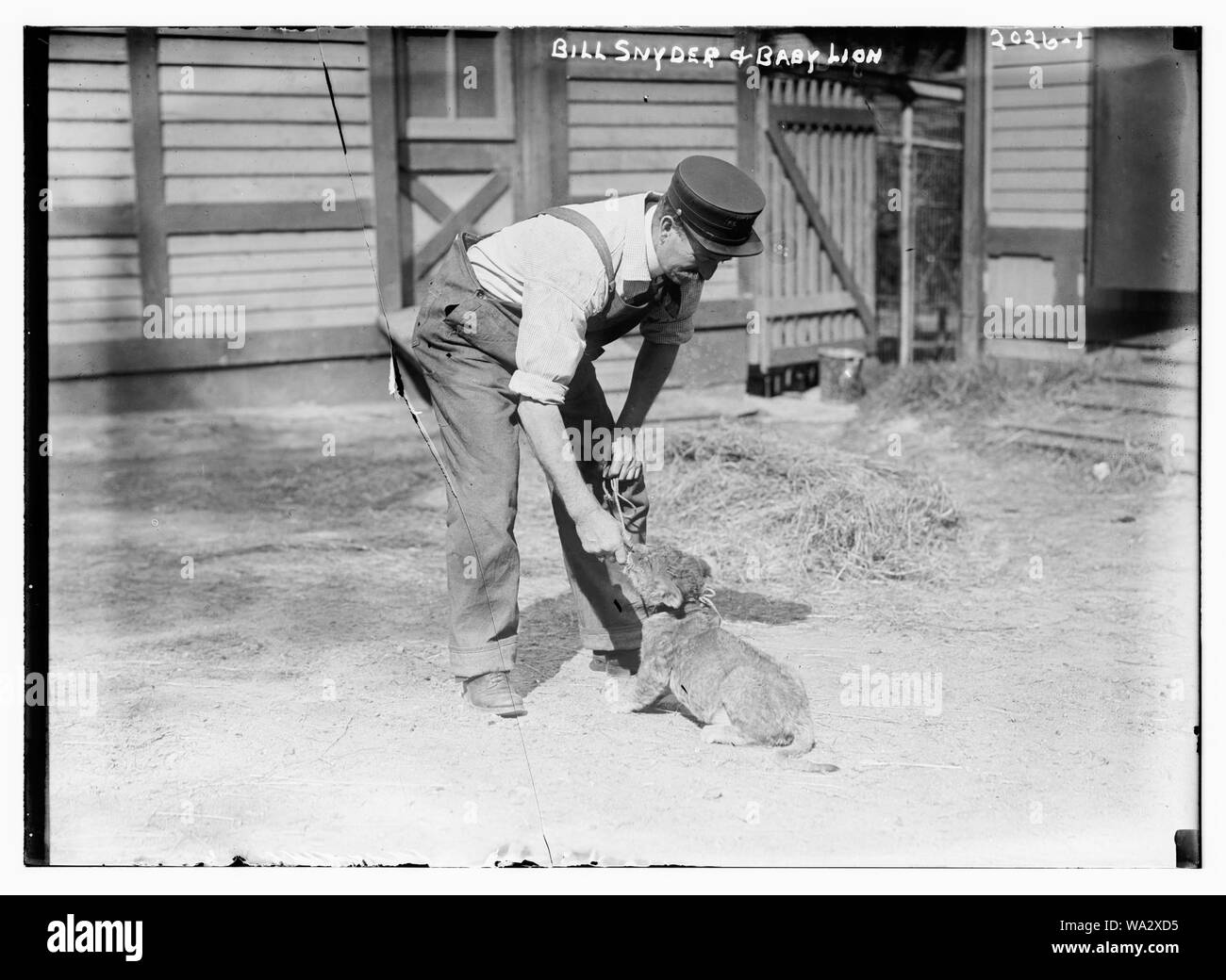 Bill Snyder und Baby Löwe. Stockfoto
