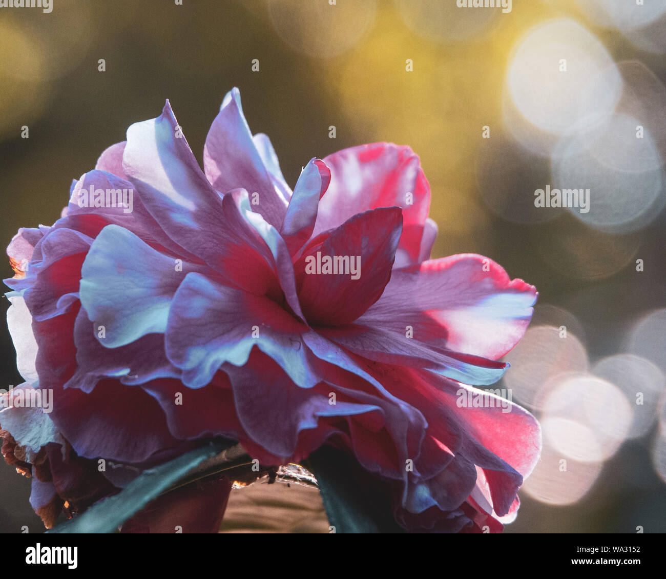 Striped Camellia Stockfotos Striped Camellia Bilder Alamy