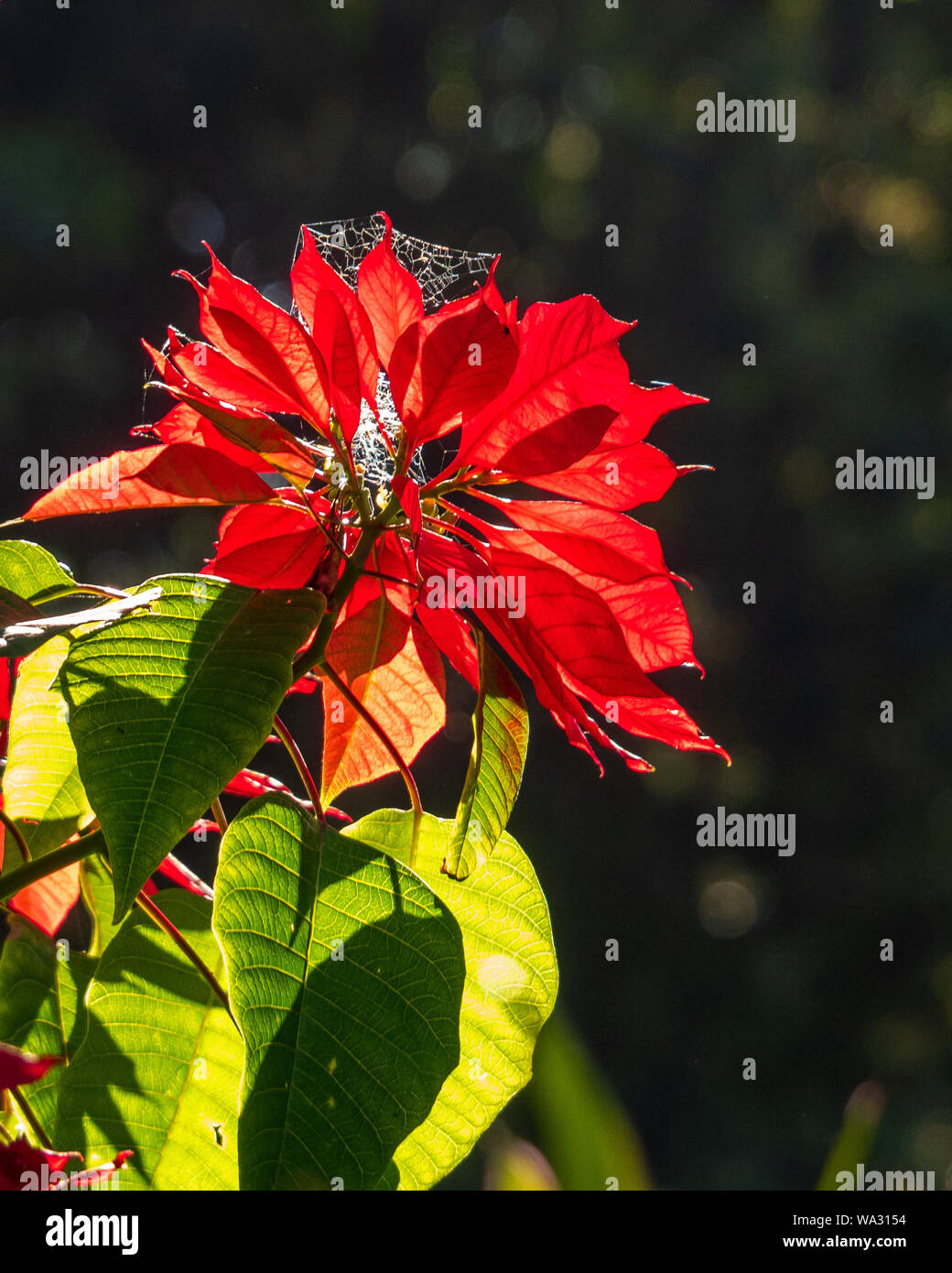 Brillante grüne Blätter und rote Streifen der Poinsettia Pflanze mit einem Spinnennetz, das sich darauf drehte und glüht, wenn das Sonnenlicht von hinten hindurch scheint Stockfoto