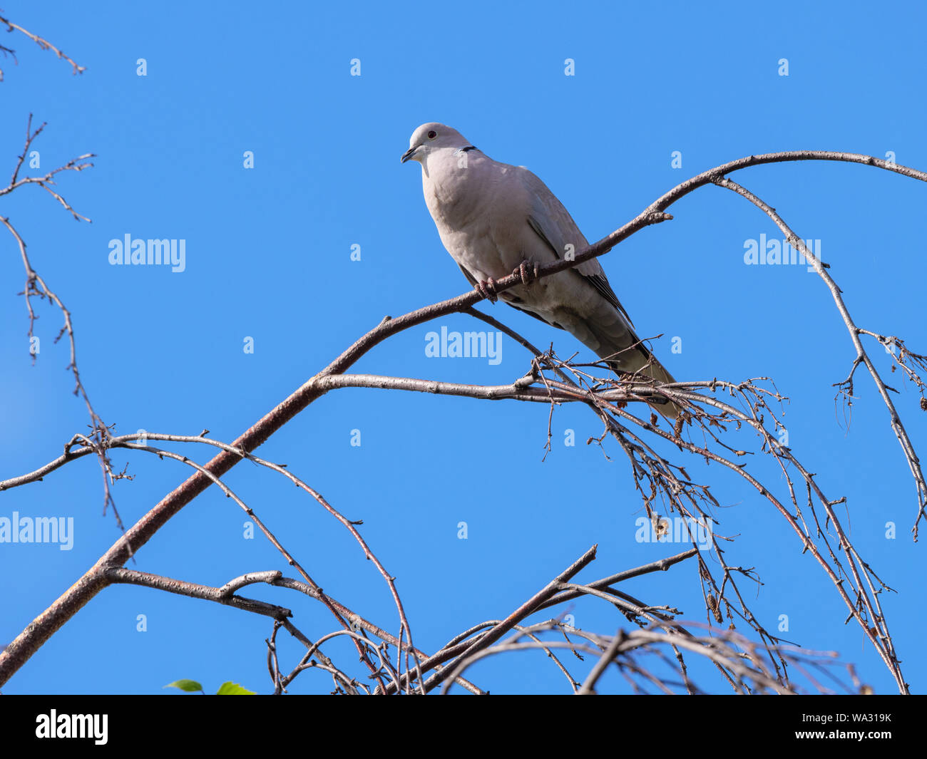 Collared Dove (Streptopelia decaocto). Russland, das astrakhan Region, Ukholovo. Stockfoto