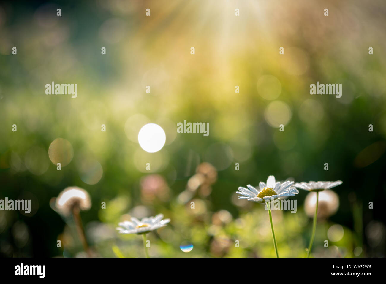 Morgen Sonnenschein, Nebel, Tau auf einer Wiese voller Blumen. Daisy Flowers am Morgen Strahlen mit unscharfem Hintergrund. Stockfoto