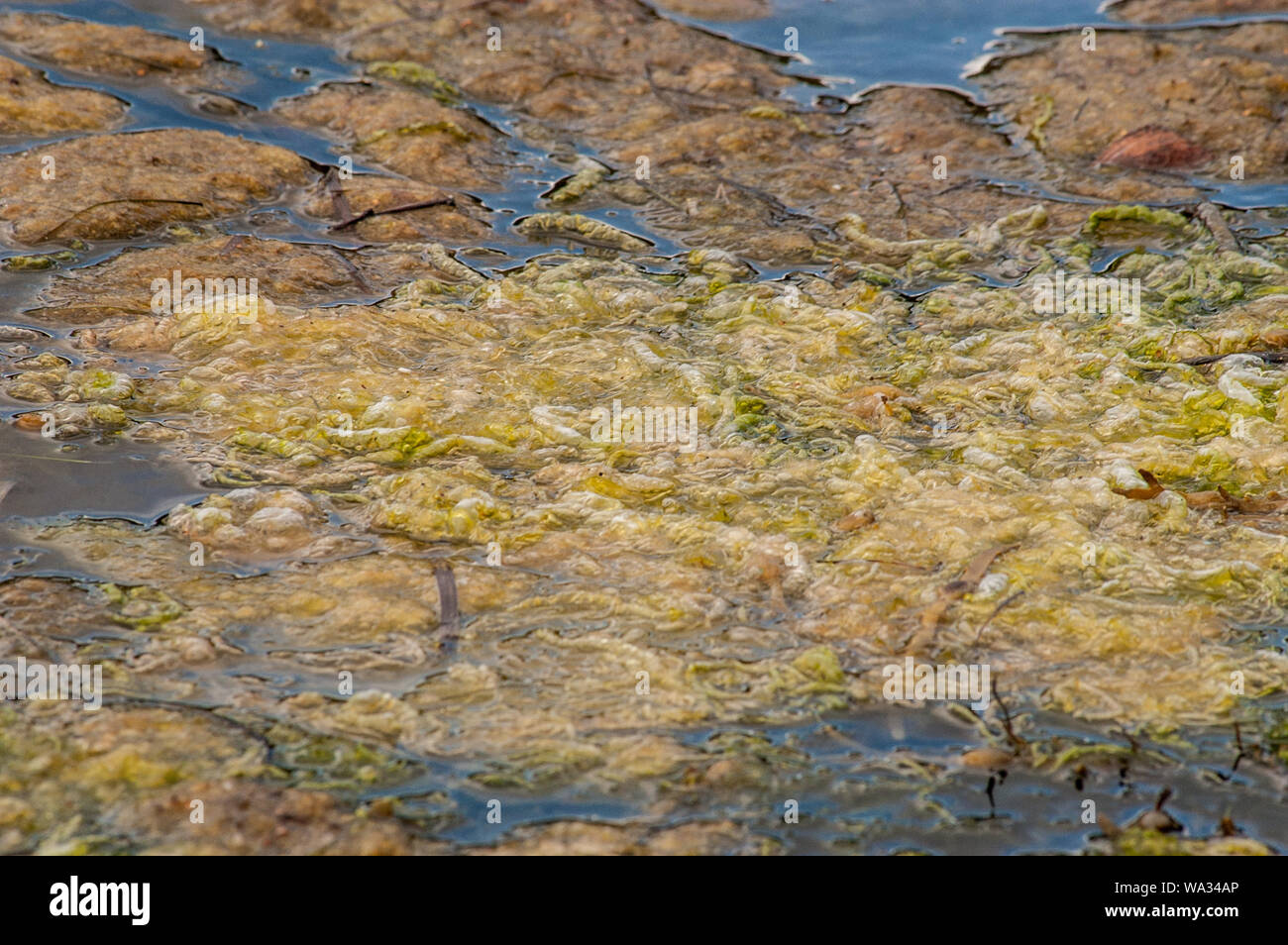 Braune algen Fotos und Bildmaterial in hoher Auflösung Alamy