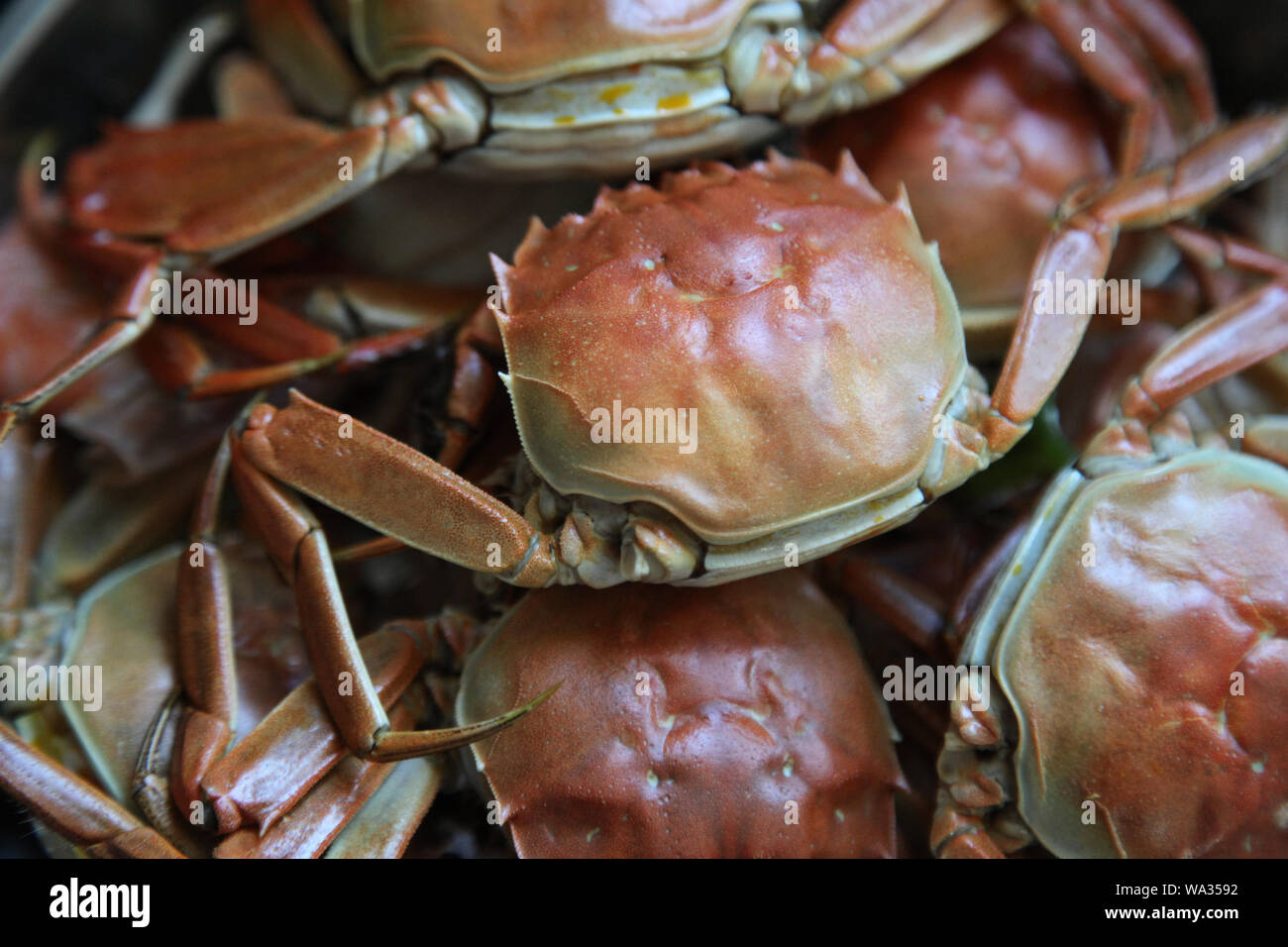 Köstliche crab Stockfoto