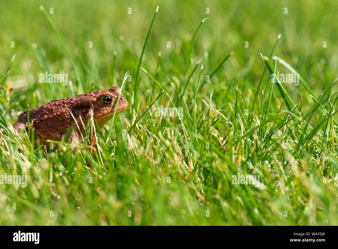 Eine braune Erdkröte (Bufo bufo) im grünen Gras. Stockfoto