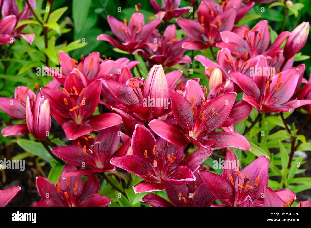 Lilium roten Teppich asiatische Lilie rot Trompete geformte Blüten Stockfoto