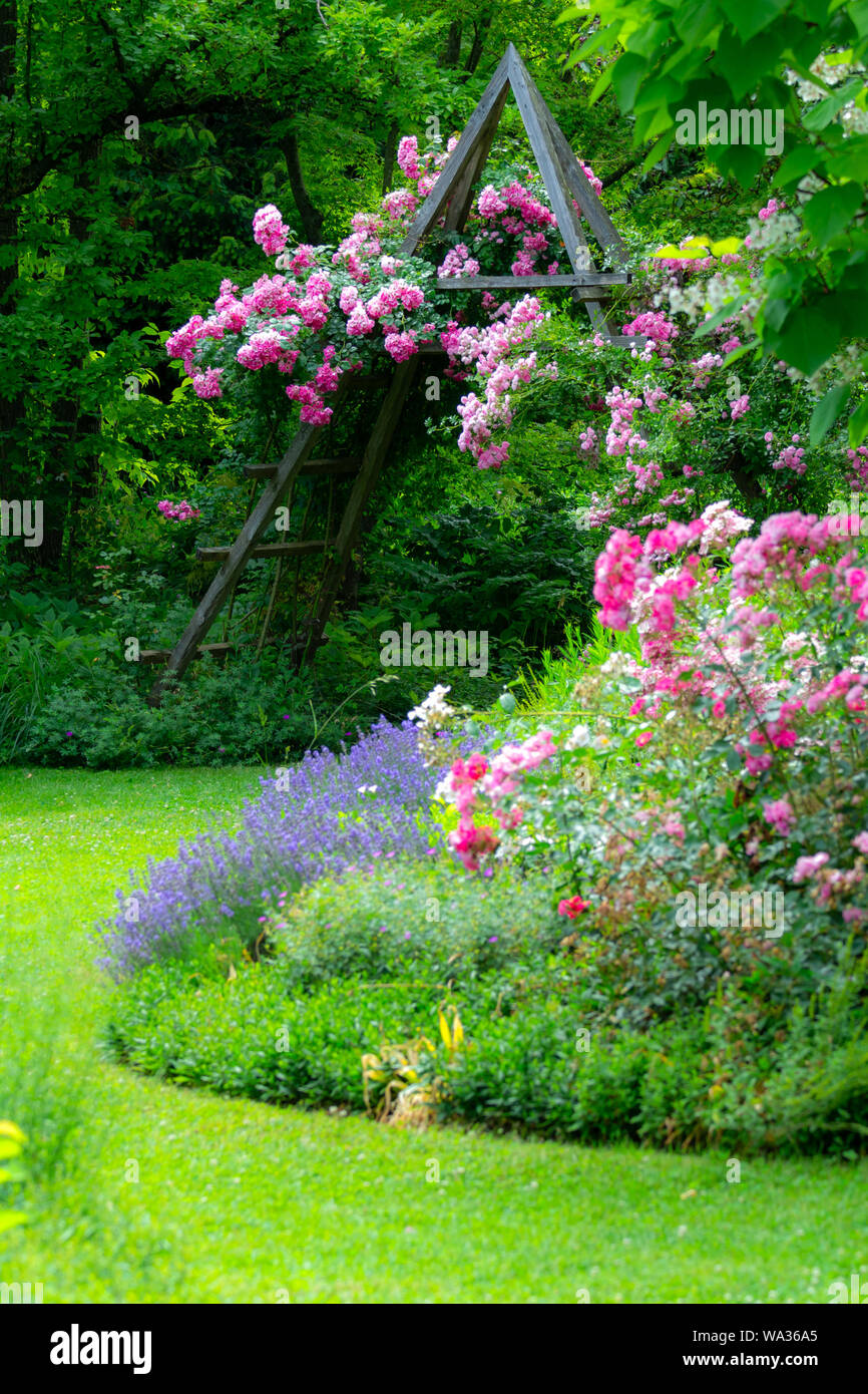Idyllischen Rosengarten mit rosa Blüte rambler Rosen Stockfoto