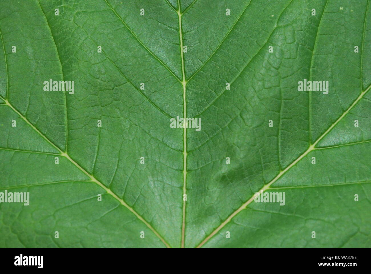 Grünes Blatt Stockfoto