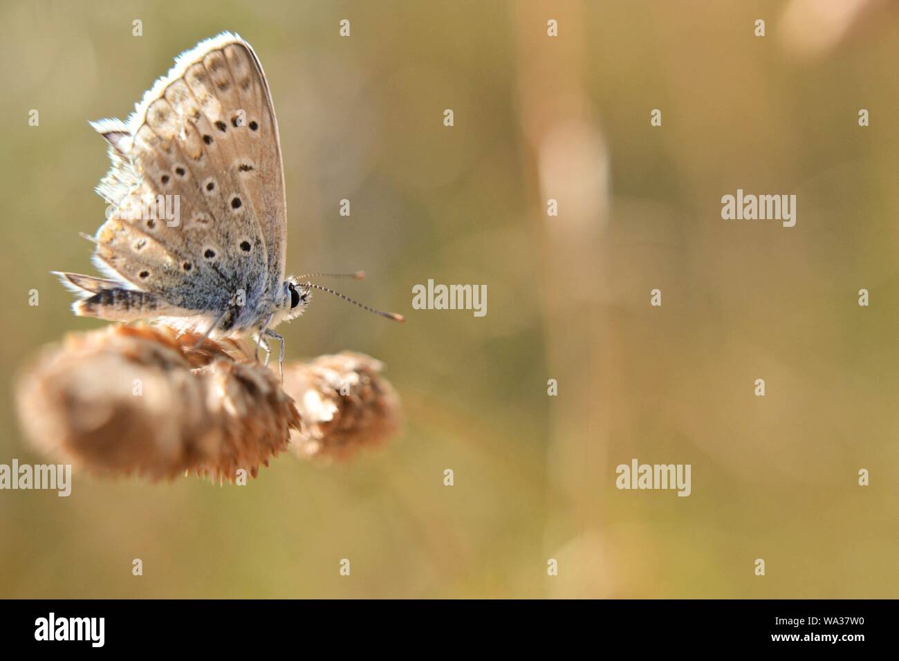 Nahaufnahme einer orange schwarz gepunktete Schmetterling stehend auf einem trockenen Stängel/Stengel / Blatt vor einem lila Fleck ((Lycaena asabinus) Stockfoto