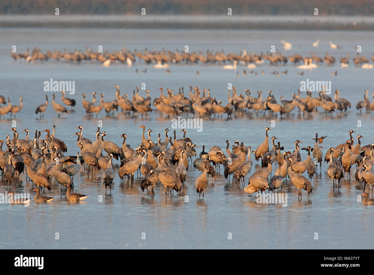 Kranich/Eurasischen Kraniche (Grus Grus) das Verbringen der Nacht in den Bodden Kette, Vorpommersche Gebiet NP, Mecklenburg-Vorpommern, Deutschland Stockfoto