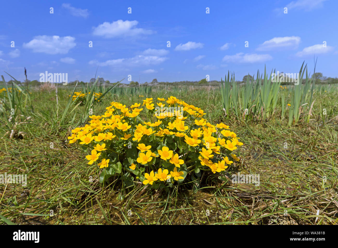 Sumpf - Ringelblume/kingcup (Caltha palustris Subsp palustris) in Blüte im Frühjahr Stockfoto