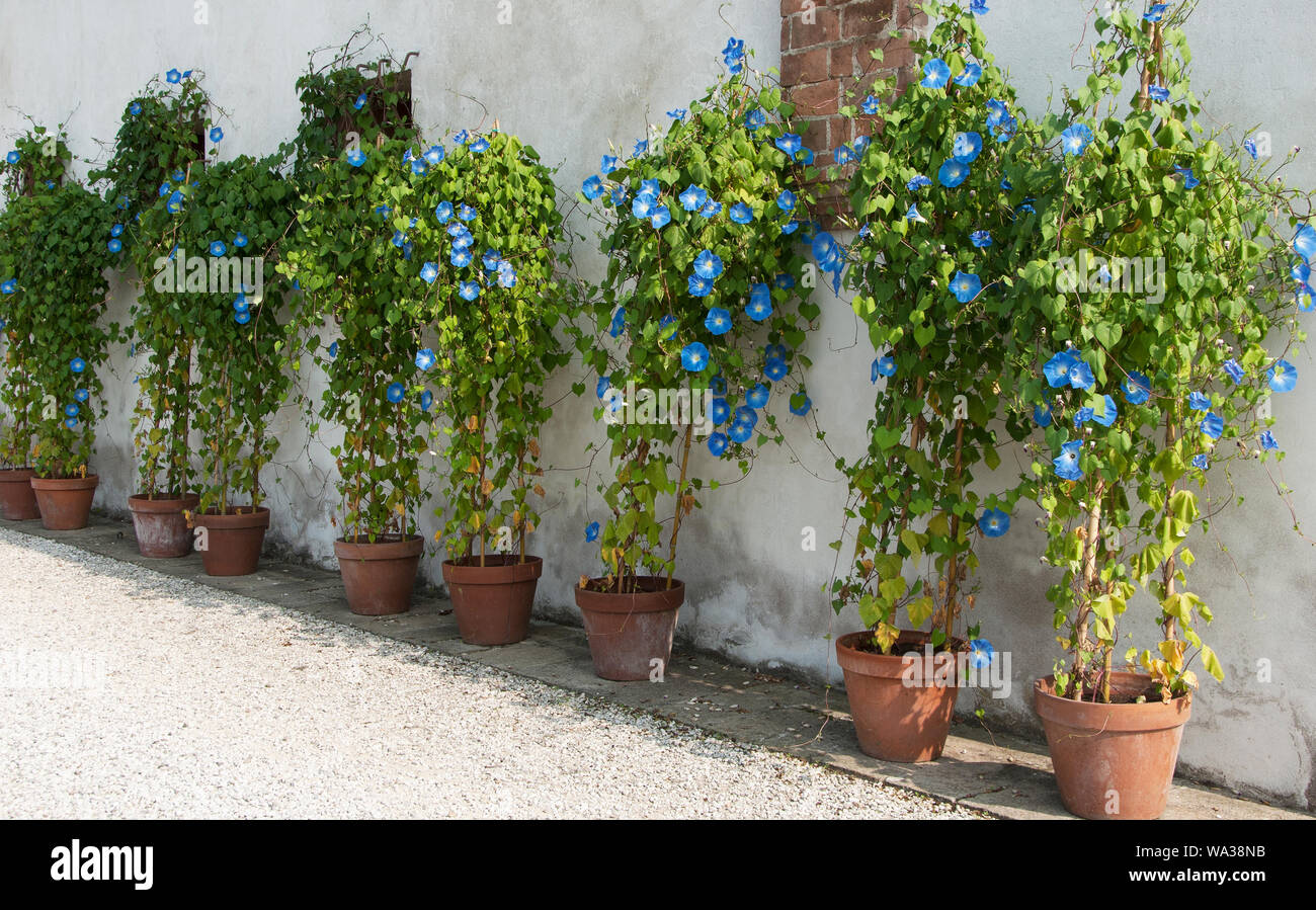 Blaue Prunkwinde Stockfoto