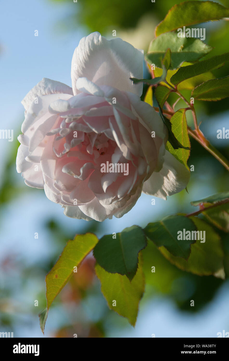 Rosa Madame Alfred Carrière in Barnsdale Gärten Stockfoto