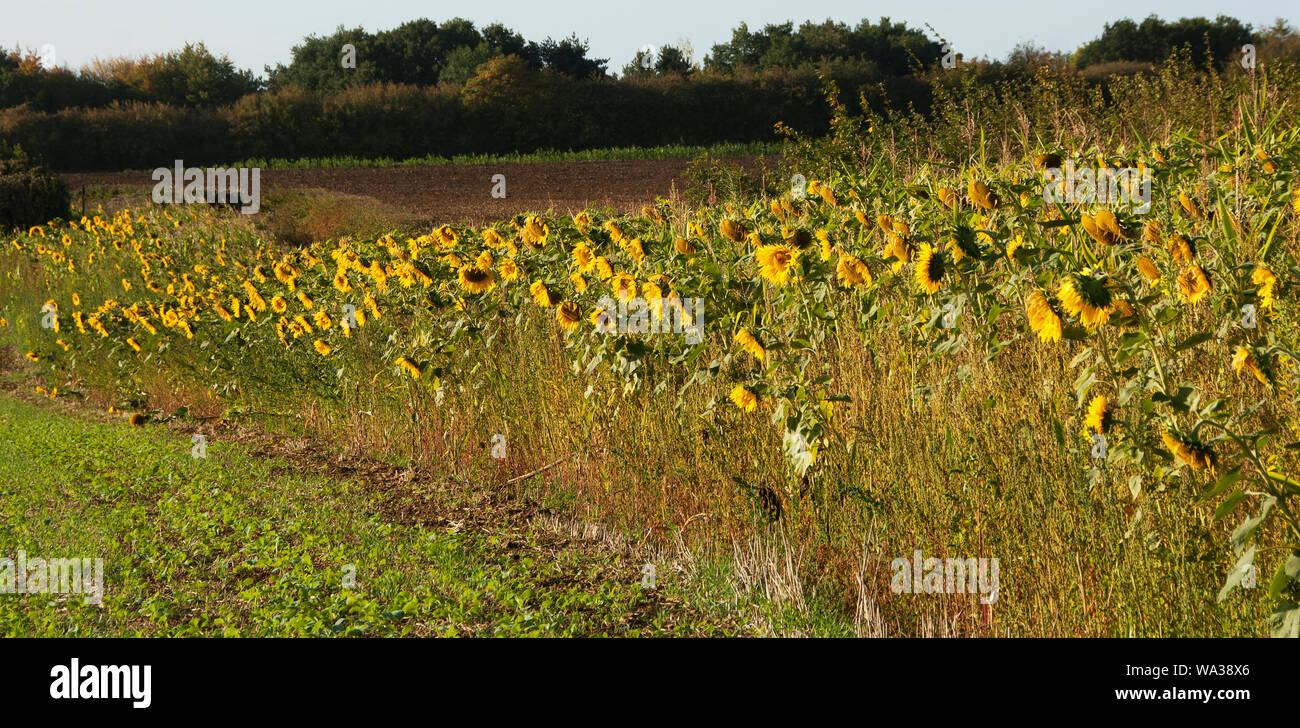 Sonnenblumen Kante ein Feld in North Kesteven, Lincolnshire Stockfoto