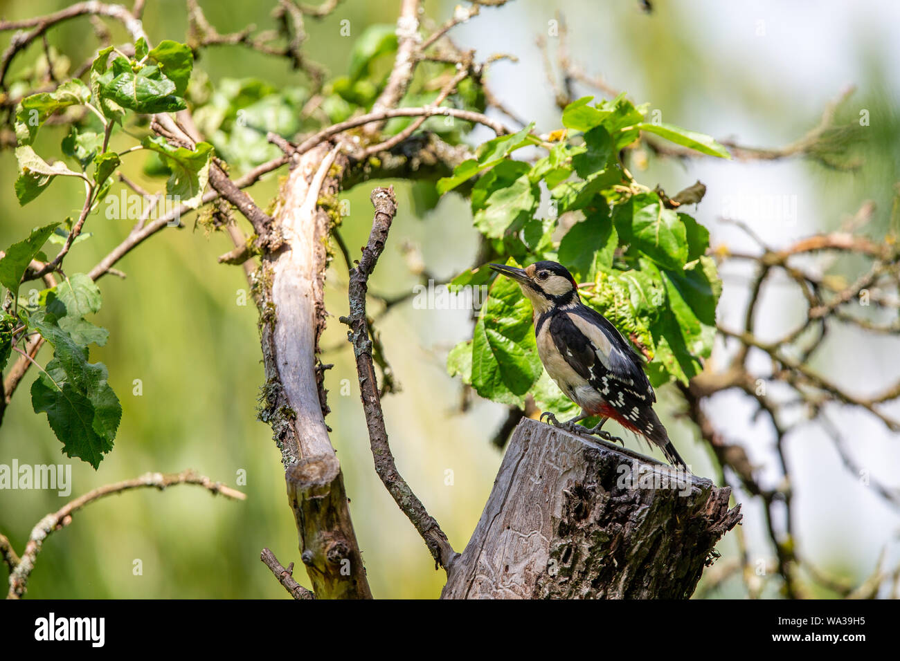 Buntspecht (Dendrocopos major) sitzt auf einem Baumstumpf. Stockfoto
