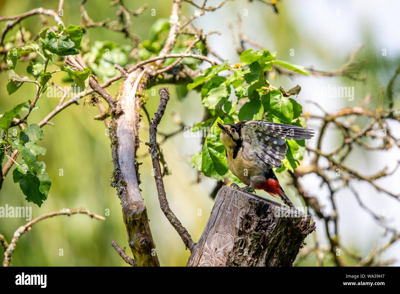 Buntspecht (Dendrocopos major) sitzt auf einem Baumstumpf. Stockfoto