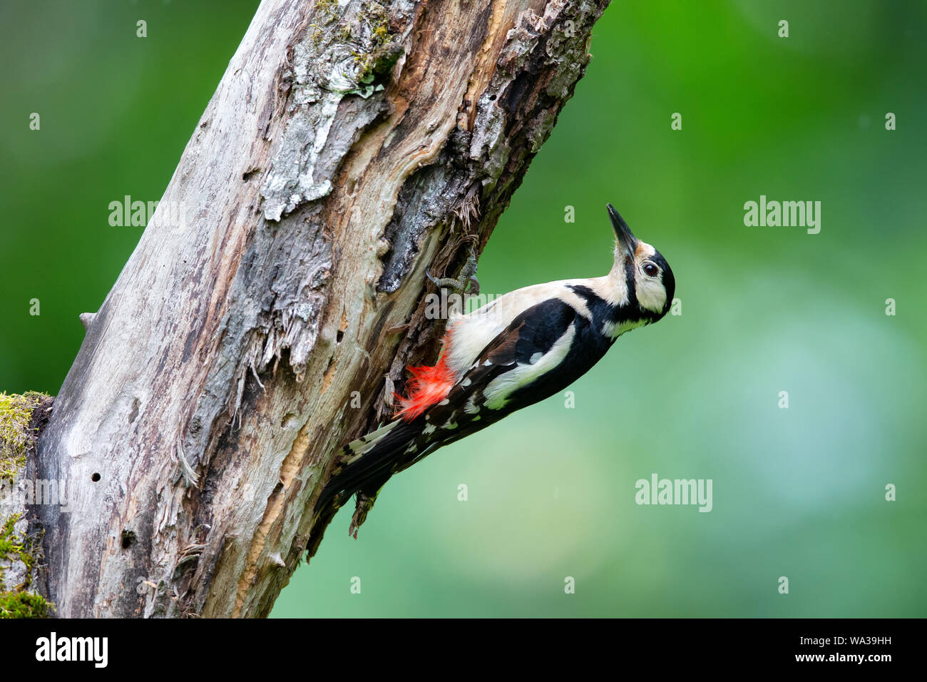 Buntspecht (Dendrocopos major) sitzt auf einem Baumstumpf. Stockfoto