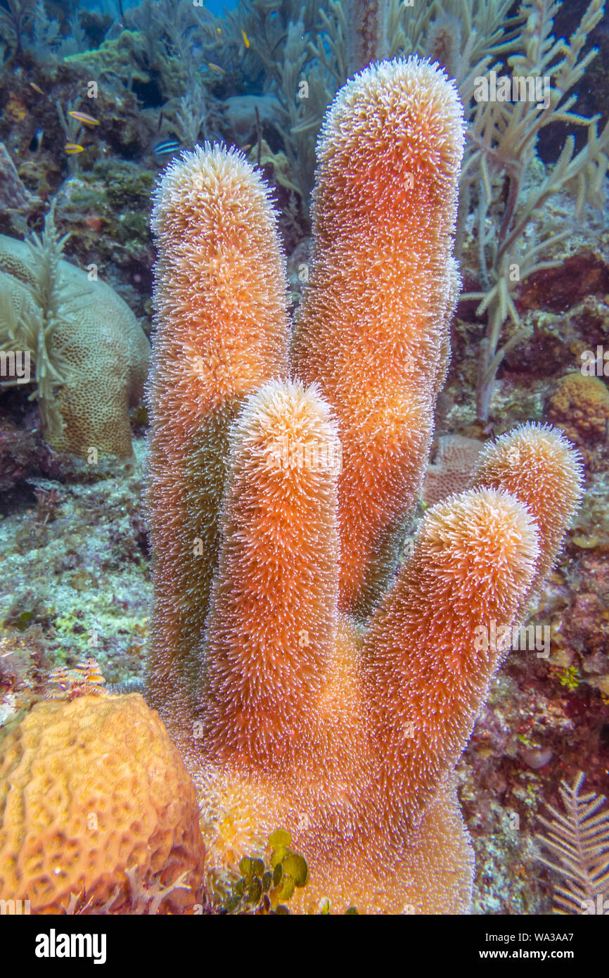 Säule Coral, Dendrogyra cylindrus, ist eine harte Korallen Ordnung Scleractinia Stockfoto