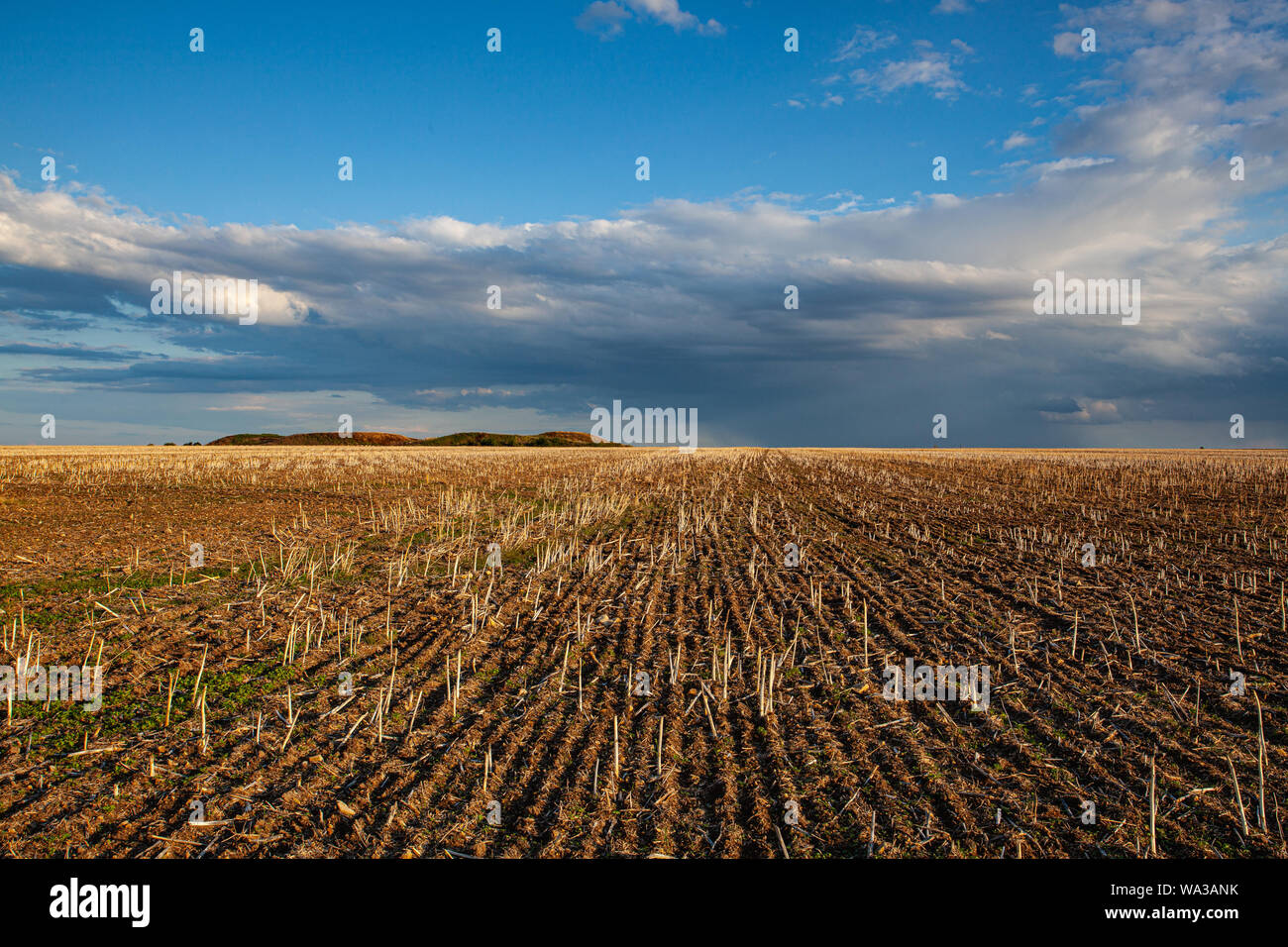 Leeres Feld nach der Ernte in sonniger Tag. Gemähten Weizenfeld uat Sonnenuntergang, Tschechische Republik Stockfoto