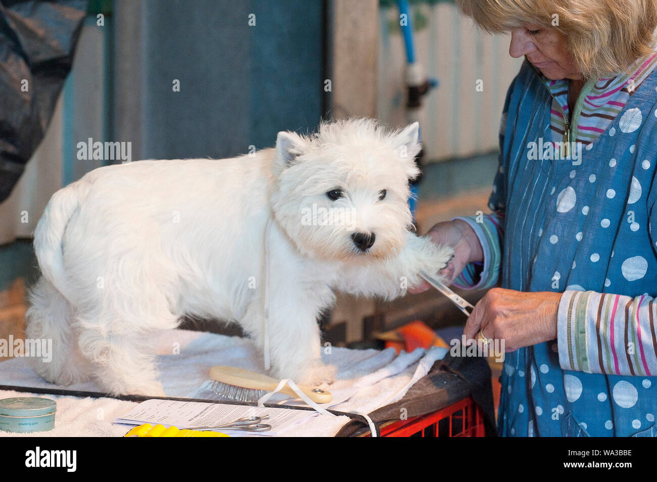 Llanelwedd, Powys, UK. 17. August 2018. Ein West Highland Terrier weiss erhält vor der Show präpariert. Die Beurteilung der Arbeit, in der Pastoral- und Terrier erfolgt am zweiten Tag der Welsh Kennel Club Dog Show, gehalten an der Royal Welsh Showground, Llanelwedd in Powys, Wales, UK. © Graham M. Lawrence/Alamy Leben Nachrichten. Stockfoto